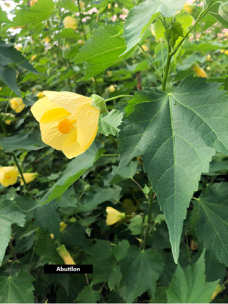 Abutilón (40 cm)