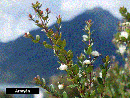 Arrayán (30 cm)